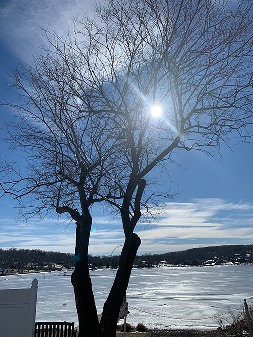 tree by frozen lake backlit by sun