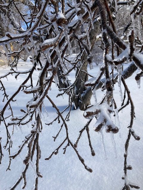 close up of apple tree limbs encased in ice