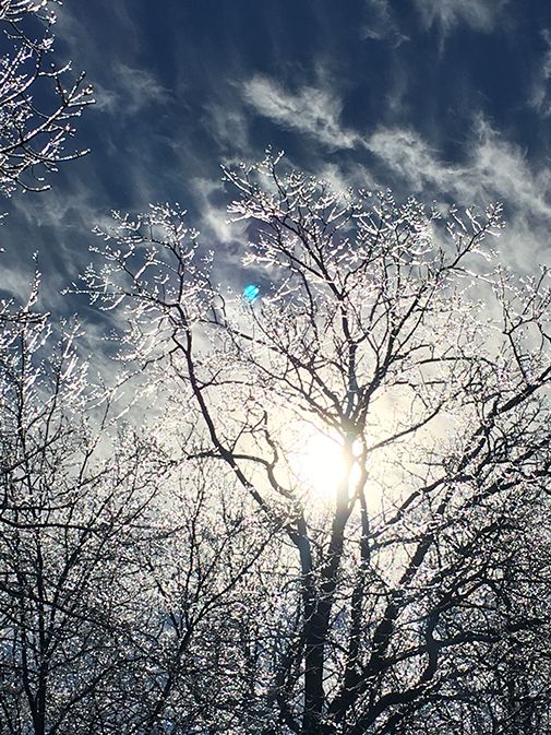 sparkling ice covered tree tops deep blue skies