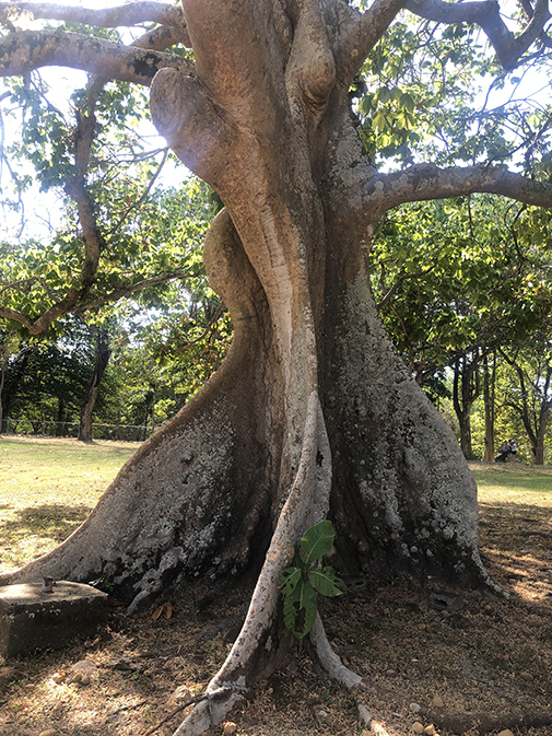 very wide thick tree trunk photographed in Panama