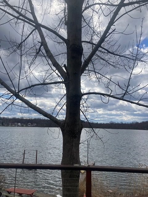 dark sky, glimmers of blue silhouette of tree against sky and lake