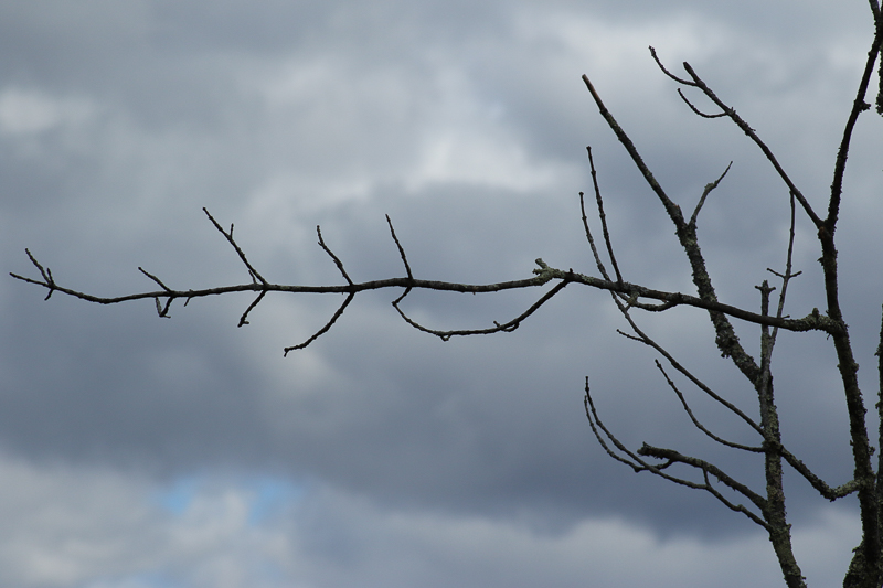 bare trees limbs against stormy march sky