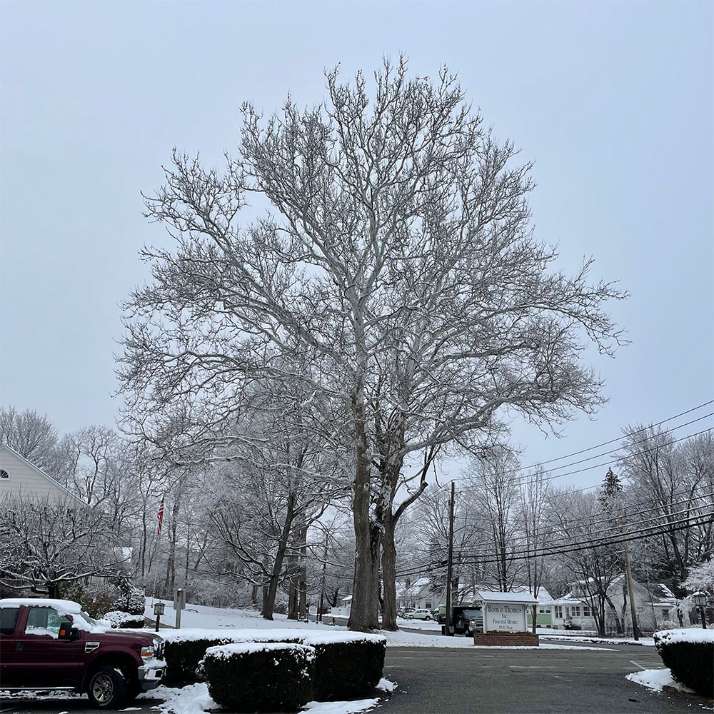 very large sycamore with snow covered limbs on village street