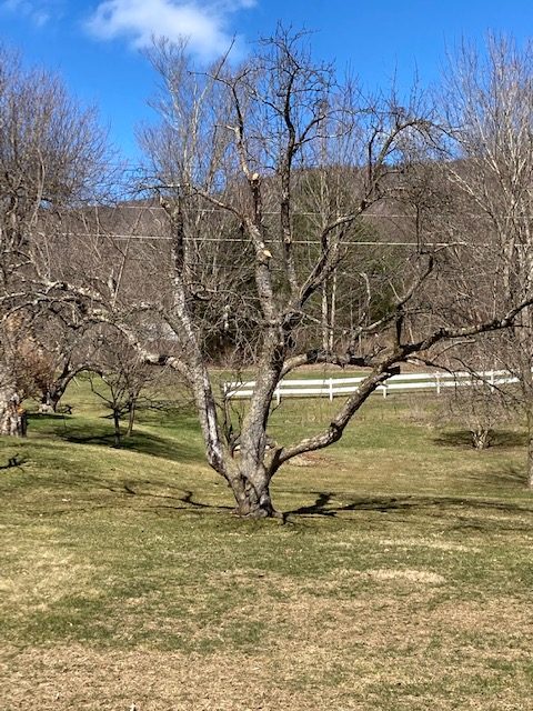 Large apple tree early spring no buds