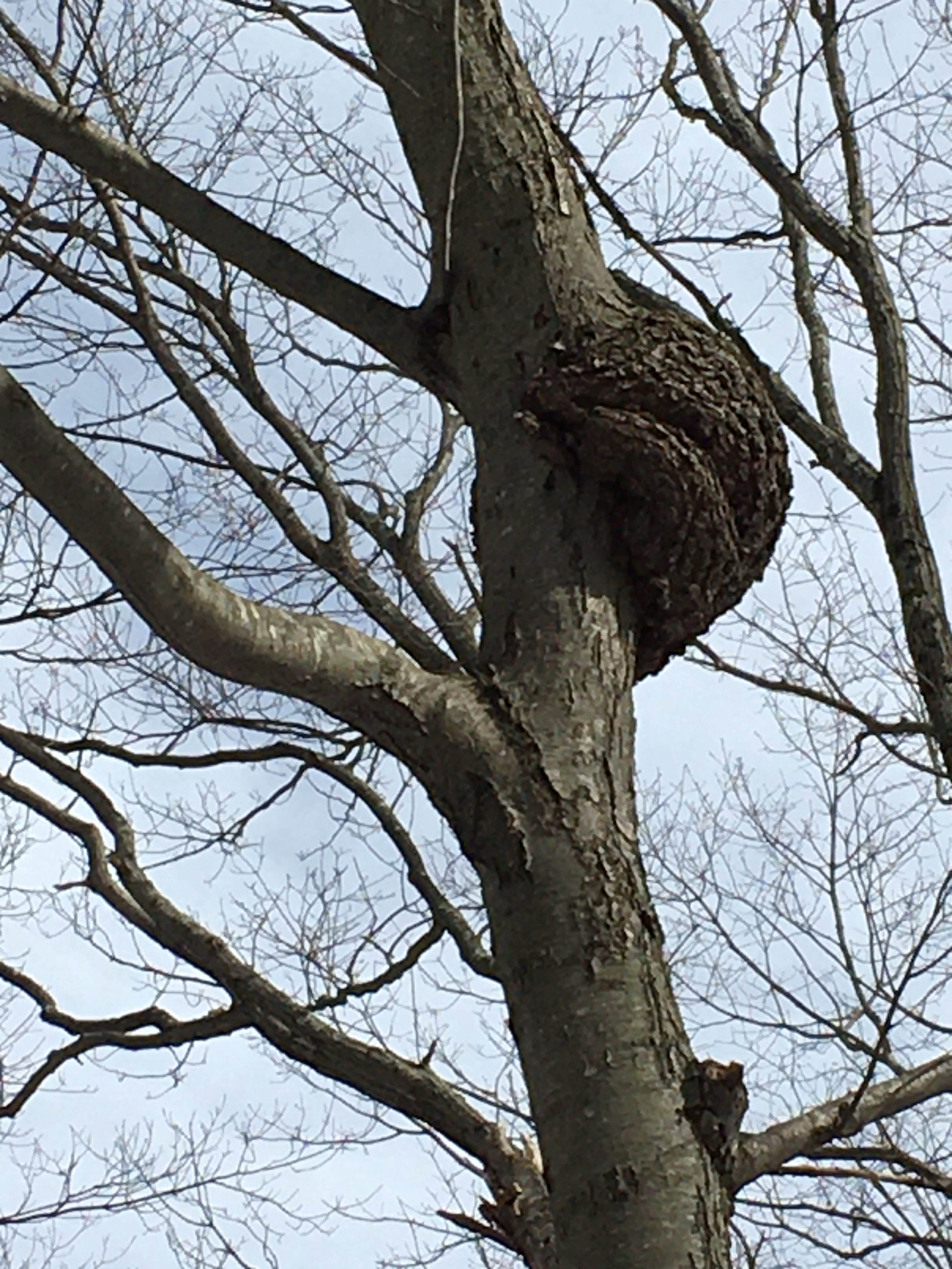 large burl on march leafless tree