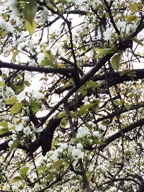 A profusion of white blossoms on pear tree