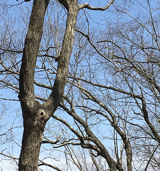 tree that splits into double trunks shot against blue sky