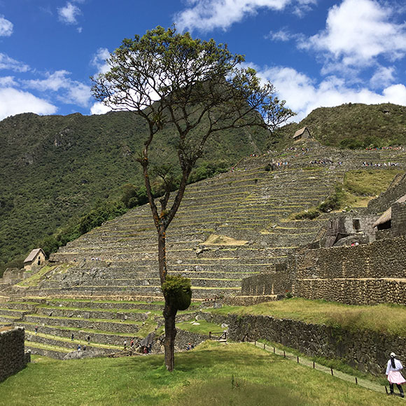 Machu Picchu with tall eucalyptus tree in foreground