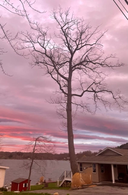 Tall slender tree against vibrant sunset