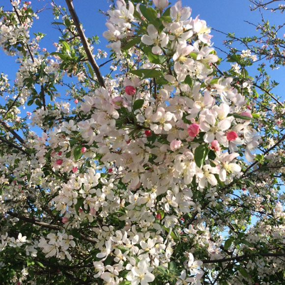 vibrant white and pink blossoms on crabapple tree