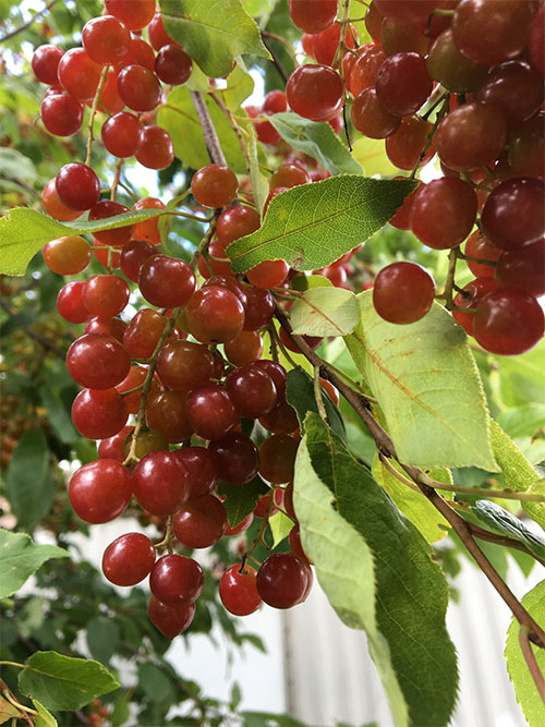 close up of cherry clusters on wild cherry tree