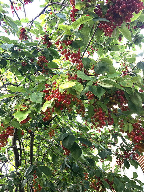 vibrant wild cherry tree with green foliage and red berries