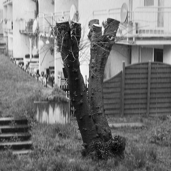 Double tree trunk cut short rainy day apartments in background