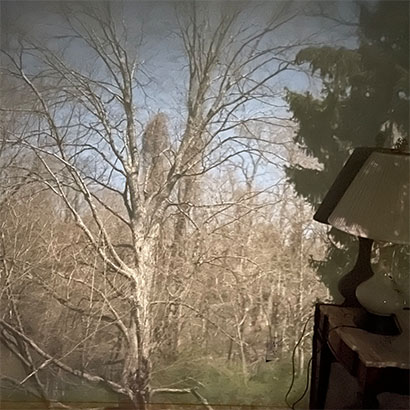 camera obscura image of sugar maple projected on bedroom wall