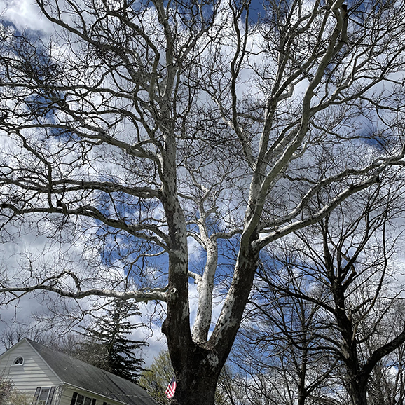 upper limbs of sycamore tree, bare branches against blue sky white clours