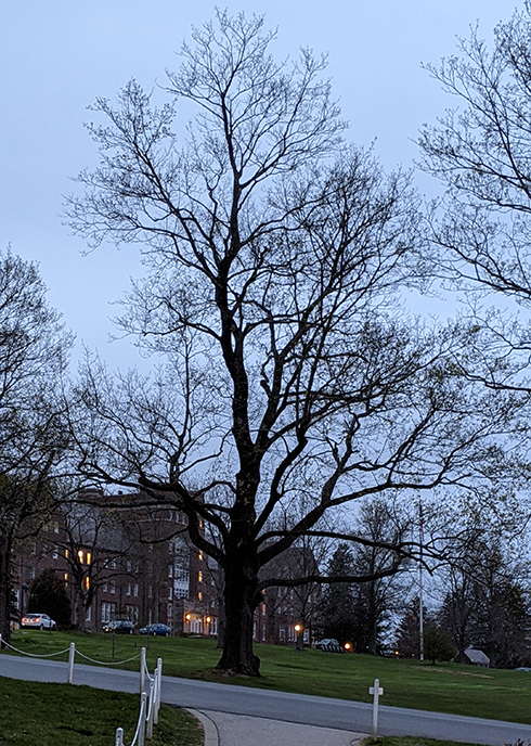 large tree photographed against night sky, large school building in background