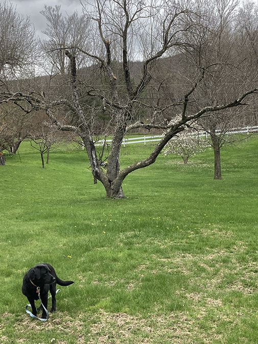 bare limbed apple tree, green grass, black dog in foreground