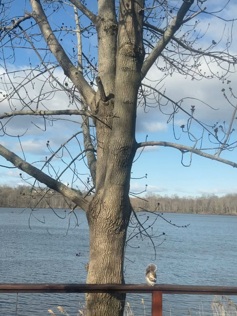Ash tree starting to bud with squirrel in foreground on porch railing