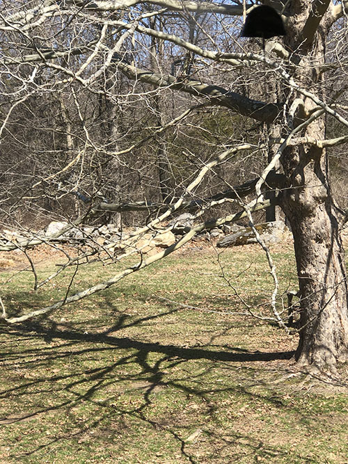 bare tree with shadows on brown grass