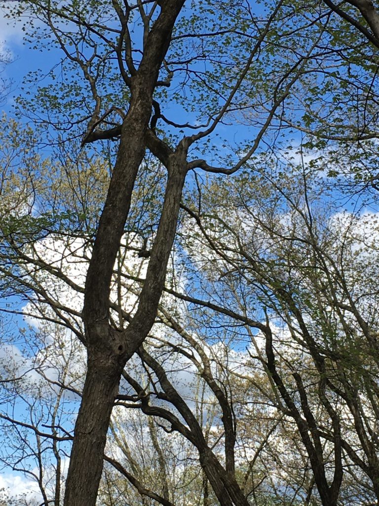 trunk splits into two like arms reaching for sky