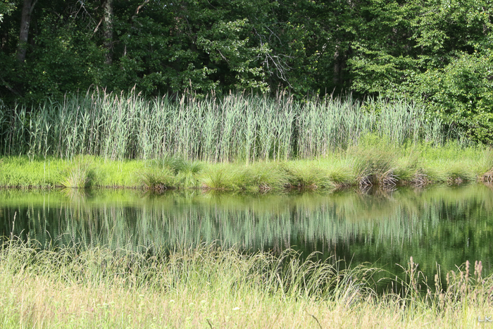 grasses in foreground provide a frame for pond