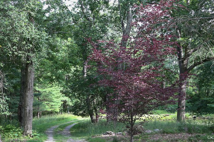 A winding carriage path curves through the woods 
