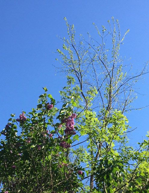 Tall tree leafing out with purple lilacs nearby