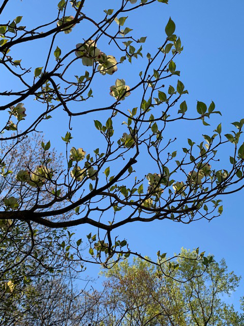 closeup of dogwood branches wth sparse leaves and blossoms