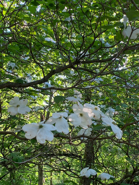 Late May photo of dogwood in bloom with blossom close up