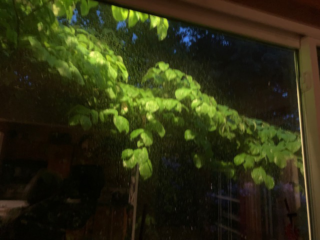 sunlit green foliage reflected in dark window