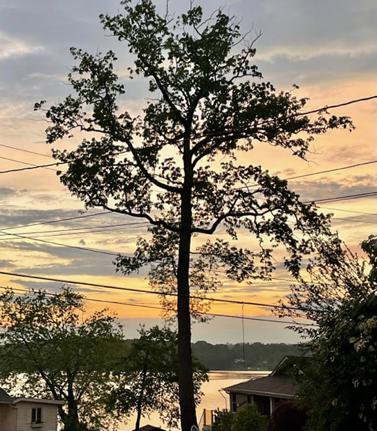 Tall skinny tree towering above cottage, lake sunset lighting sky