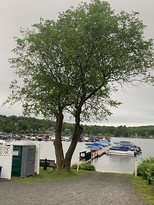 two trunk tree with green May foliage and lake with boats view