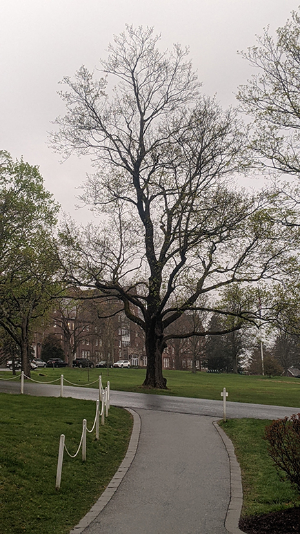 grey sky on campus with large tree coming into leaf