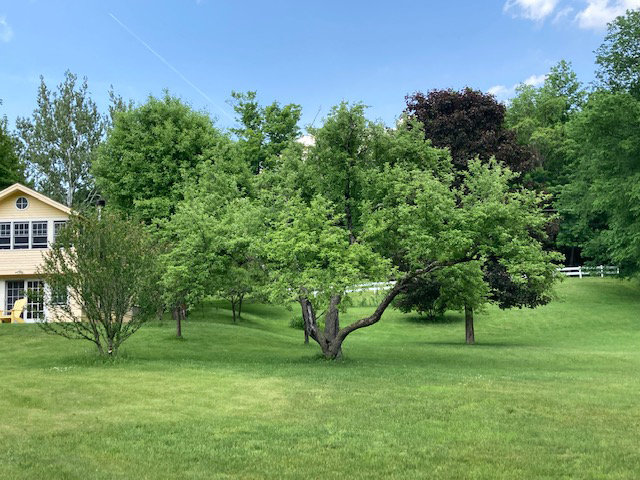 vibrant greens in lawn and almost full apple tree foliage