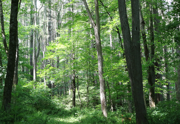 tall trees dominate a wooded path 