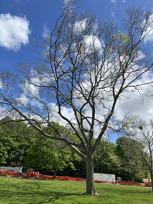 Large graceful tree in lawn, construction in background
