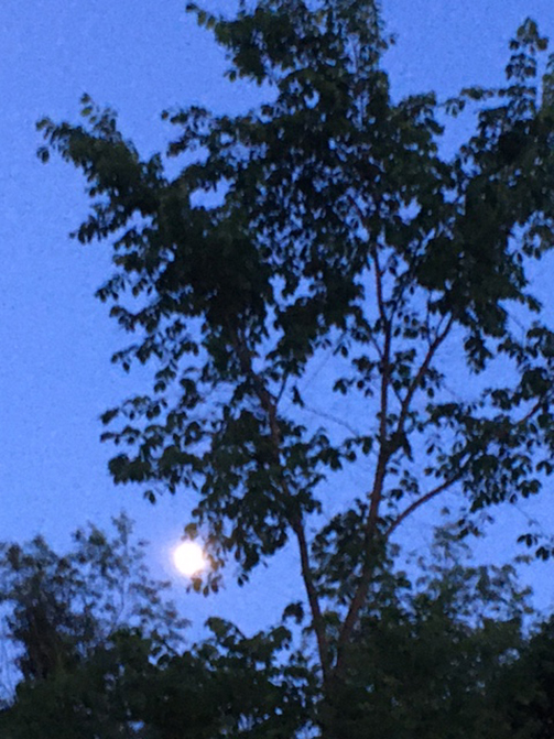 moonlit sky with silhouette of tree