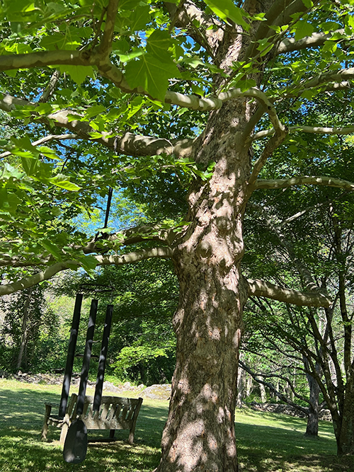 Tree trunk wit dappled sun light lush leaves