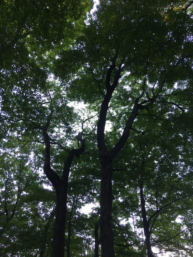 tall tree trunks and abundant green summer foliage