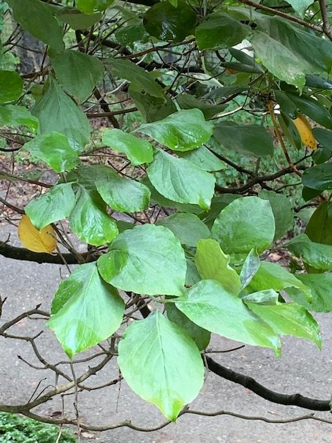 close up of large green leaves and tree branches