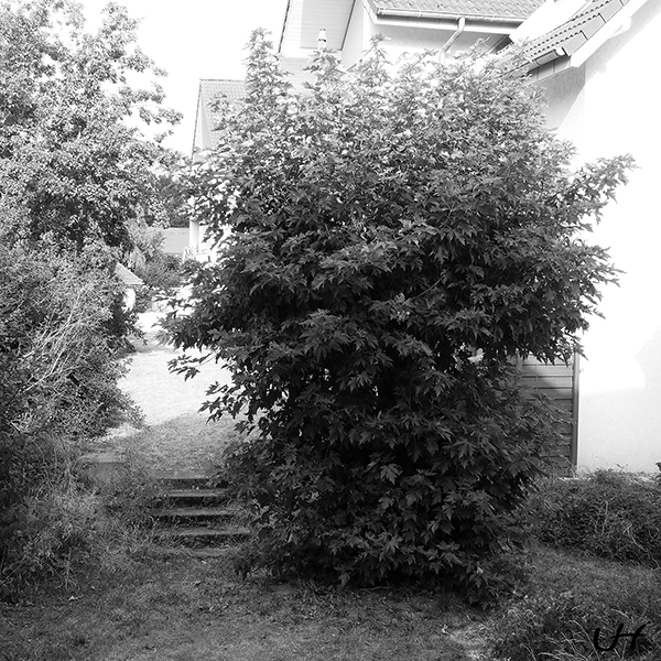 black and white shot of short bushy tree with four step up hill