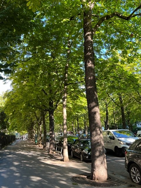 long row of elms along a Paris Street