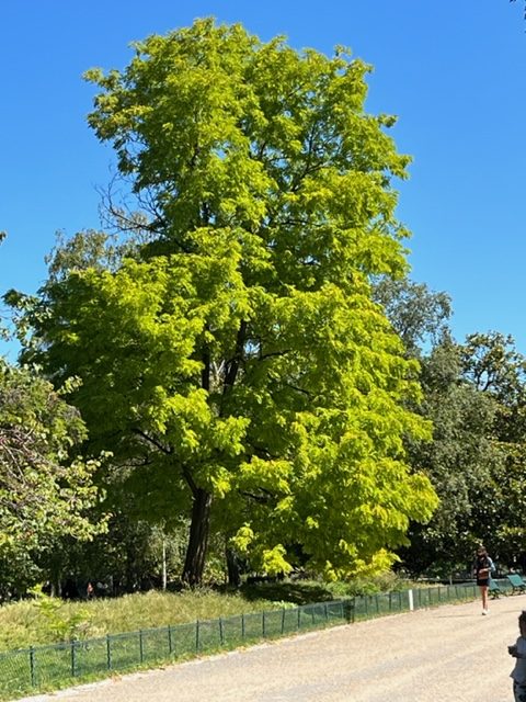 vibrant green tall tree in Parks