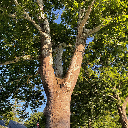 strong trunk with graceful spreading branches
