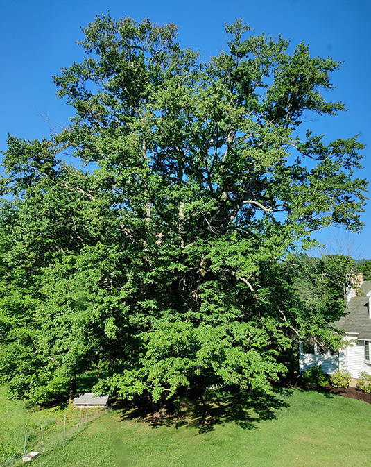 tall bushy tree with summer foliage and blue sky