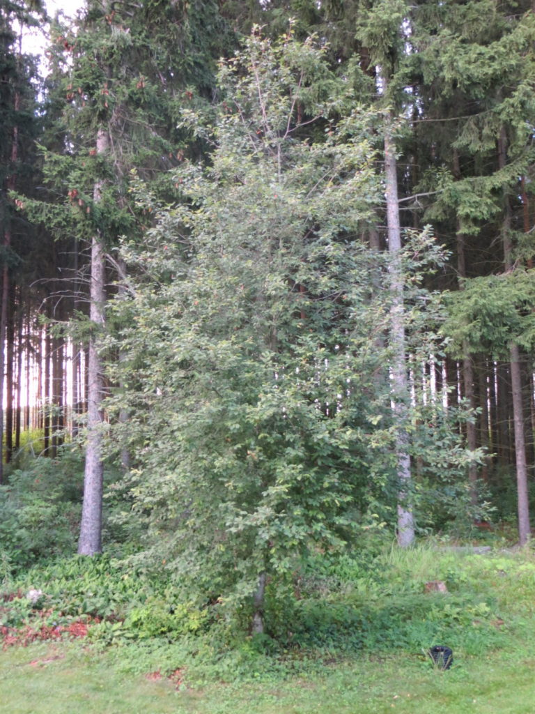 Tall bushy tree at edge of forest Finland
