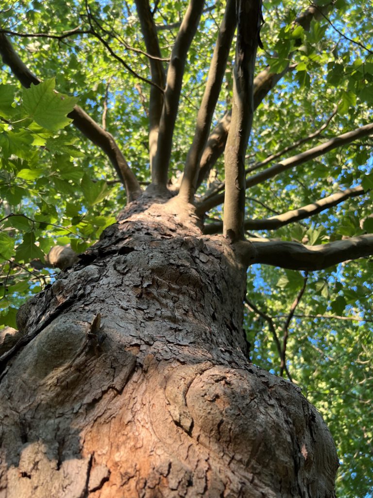 view of strong tree trunk from below with branches spiraling out