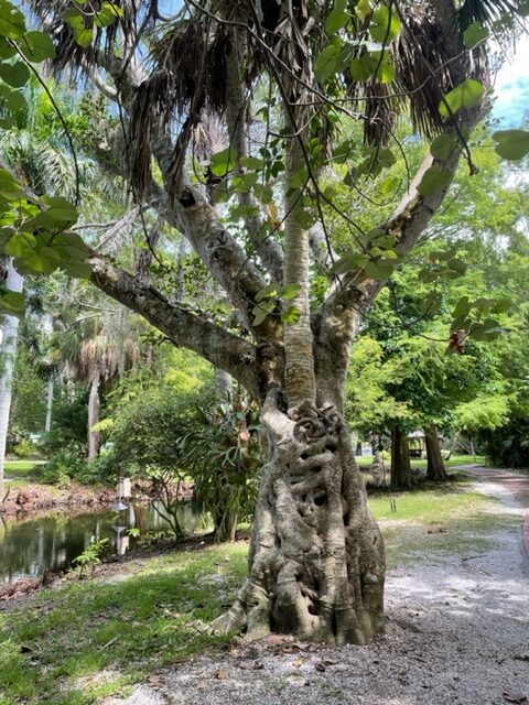 Florida tree thick gnarled trunk