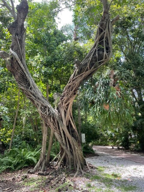 florida tree overtaked by vines
