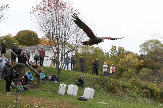 red tailed hawk flying with crowd of onlookers